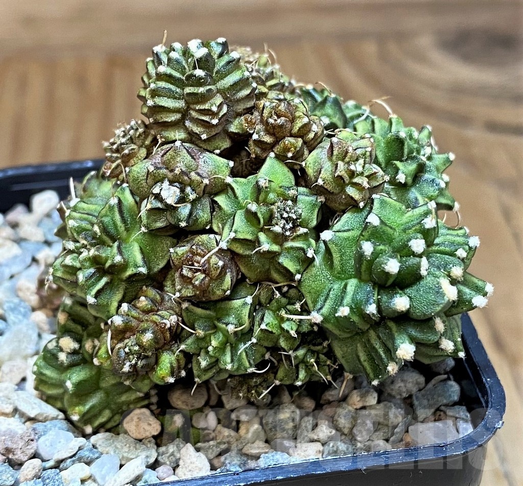 SH19823 Gymnocalycium mihanovichii 'Green Crocodile'