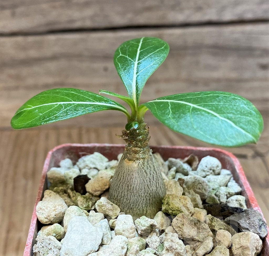 SH19895 Adenium socotranum - immagine 2