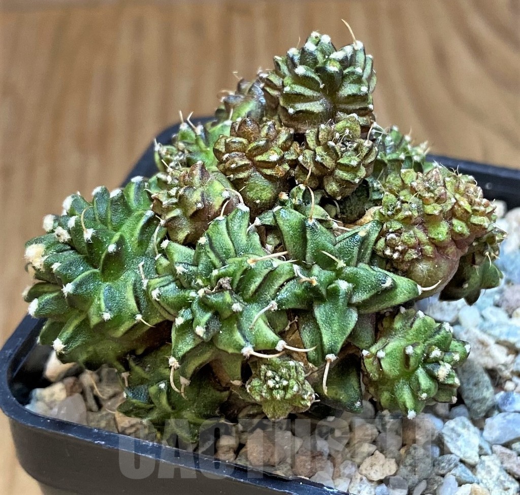 SH19823 Gymnocalycium mihanovichii 'Green Crocodile' - immagine 2