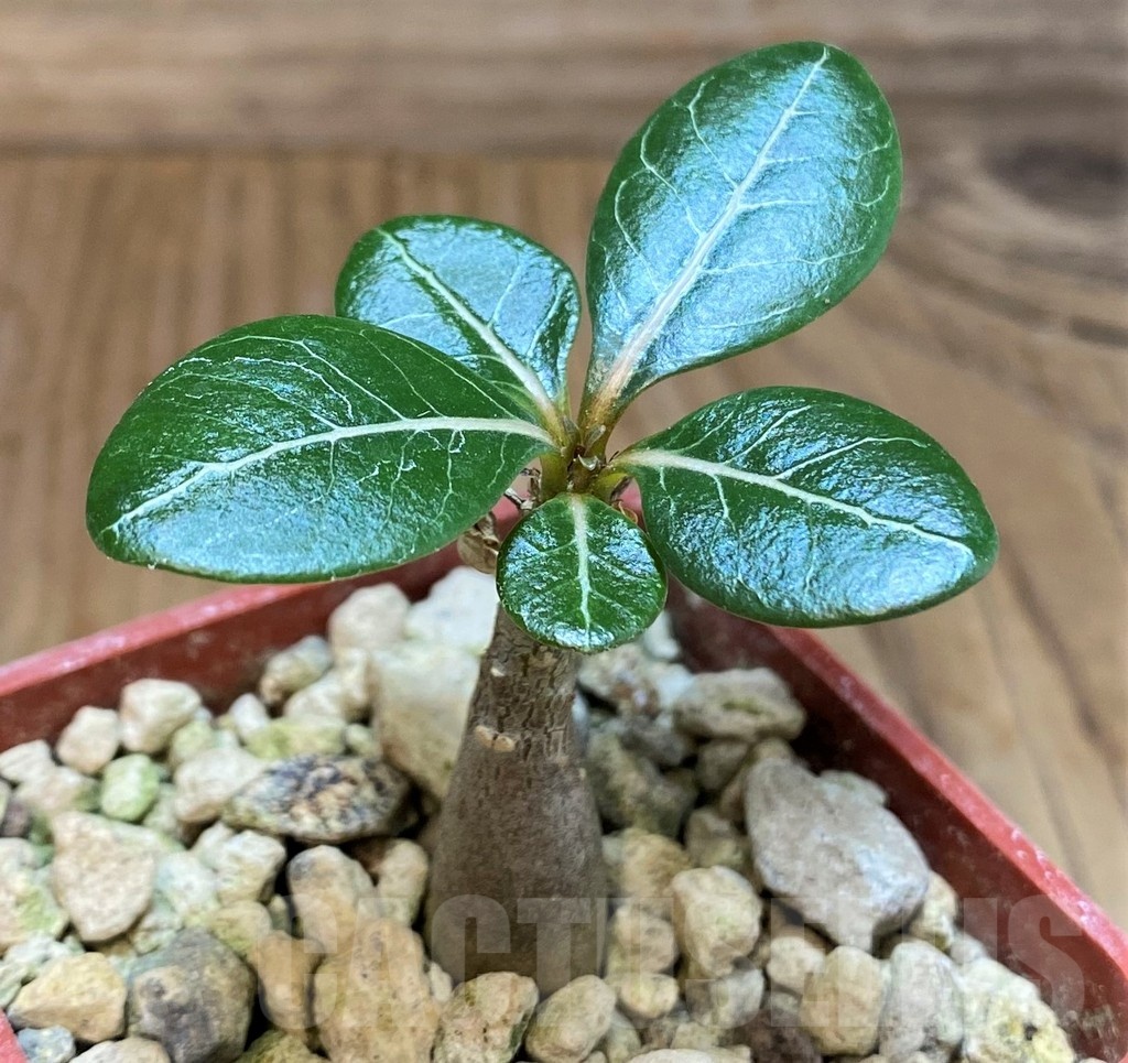 SH19896 Adenium socotranum