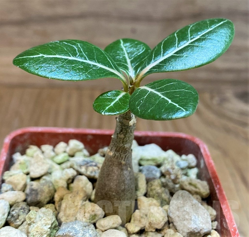 SH19896 Adenium socotranum - immagine 2
