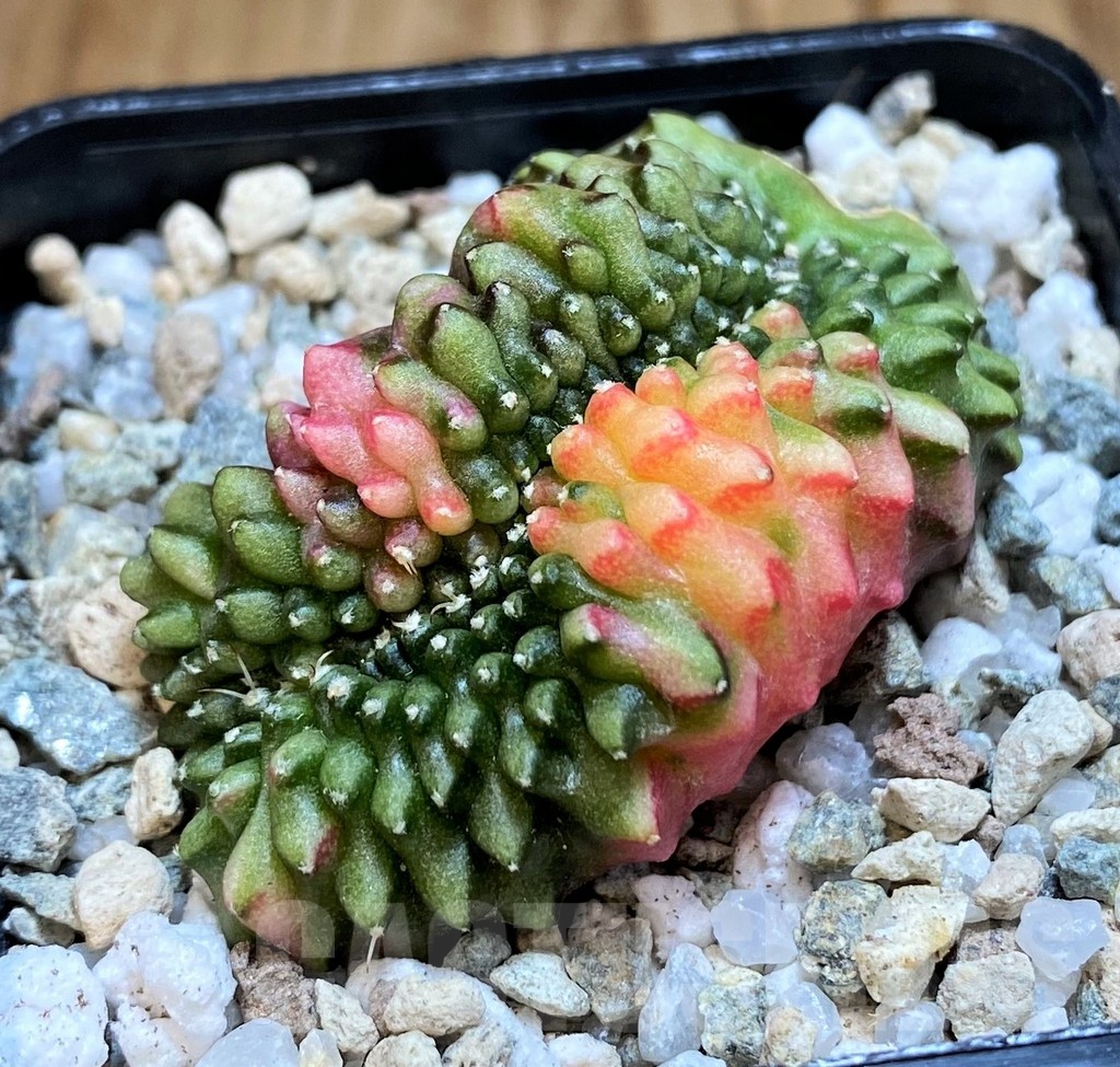 SH19824 Gymnocalycium mihanovichii ‘inermis’ cristata f. variegata