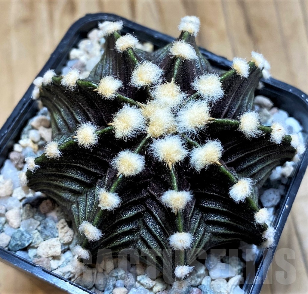 SH19792 Gymnocalycium friedrichii VOS1241