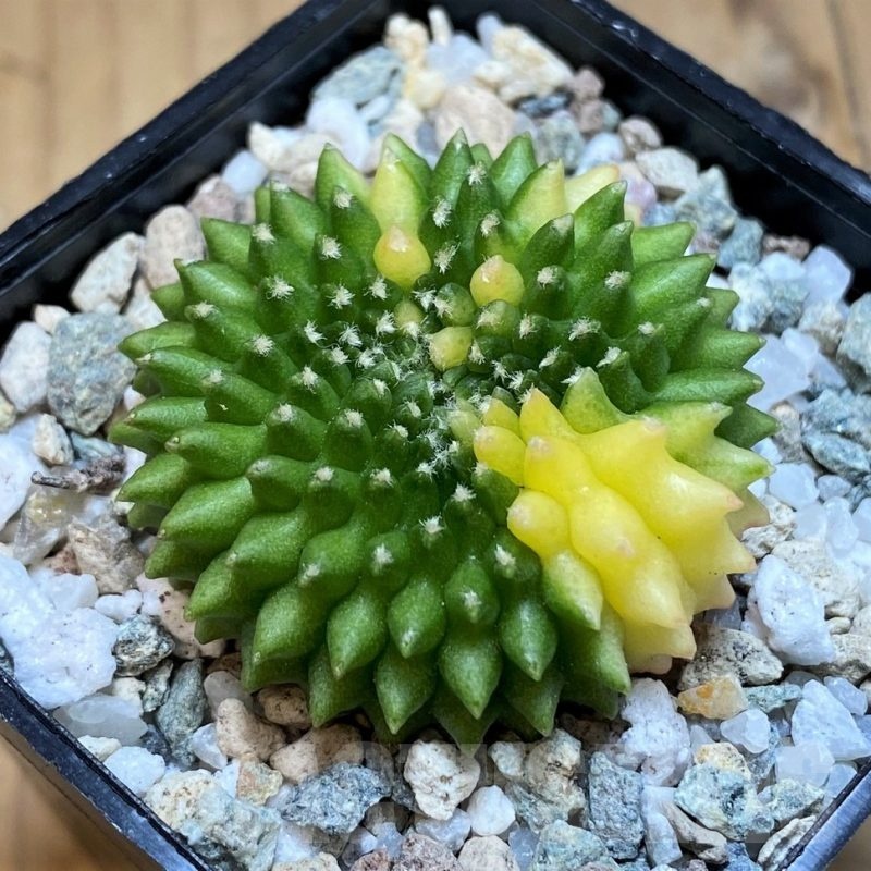 SH19825 Gymnocalycium mihanovichii ‘inermis’ f. variegata