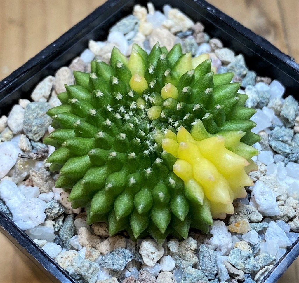 SH19825 Gymnocalycium mihanovichii ‘inermis’ f. variegata