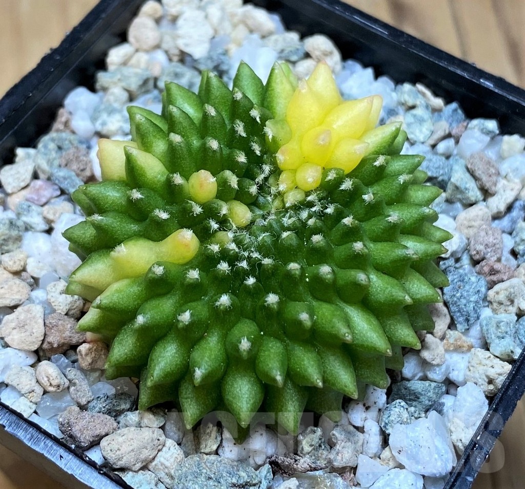 SH19825 Gymnocalycium mihanovichii ‘inermis’ f. variegata - immagine 2