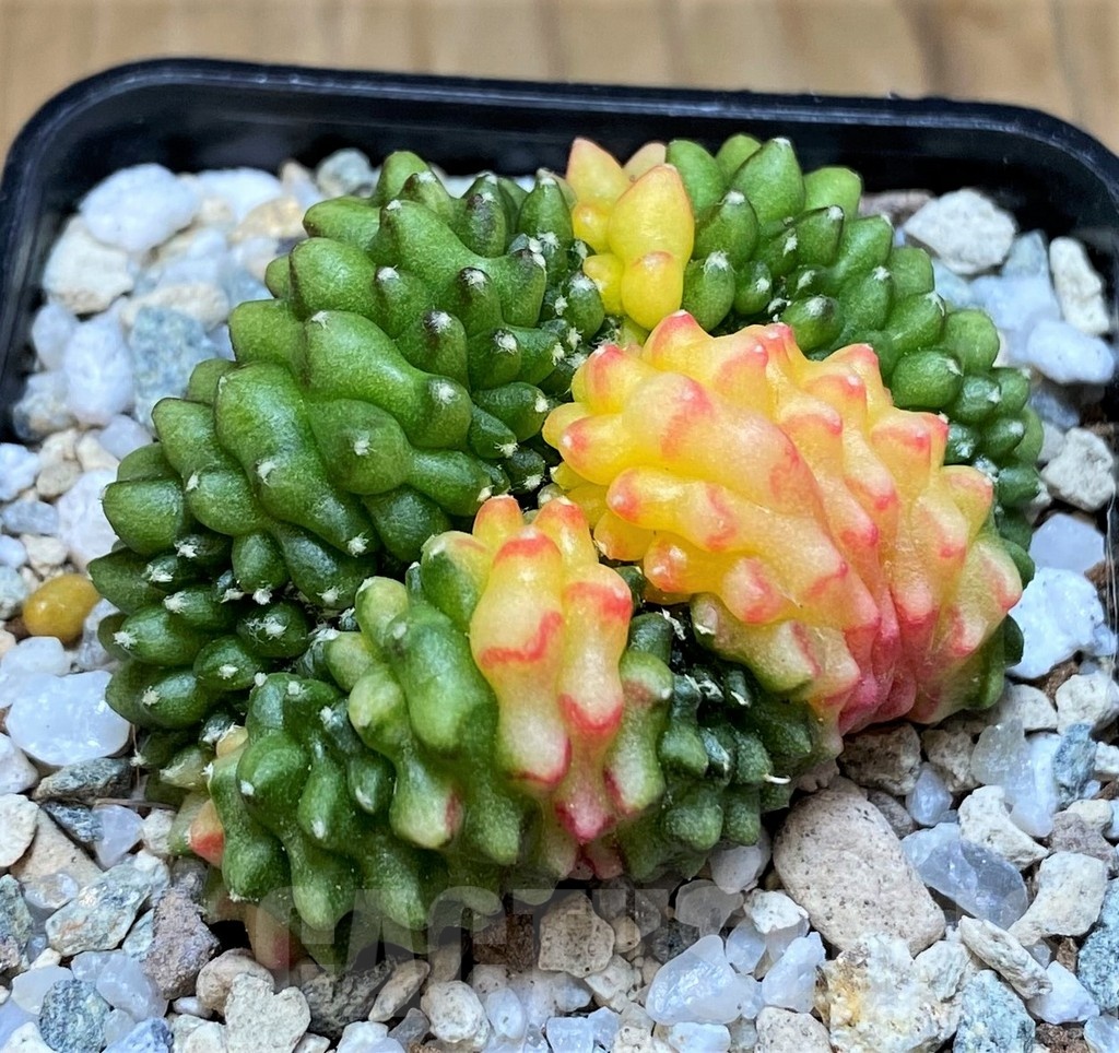 SH19826 Gymnocalycium mihanovichii ‘inermis’ cristata f. variegata