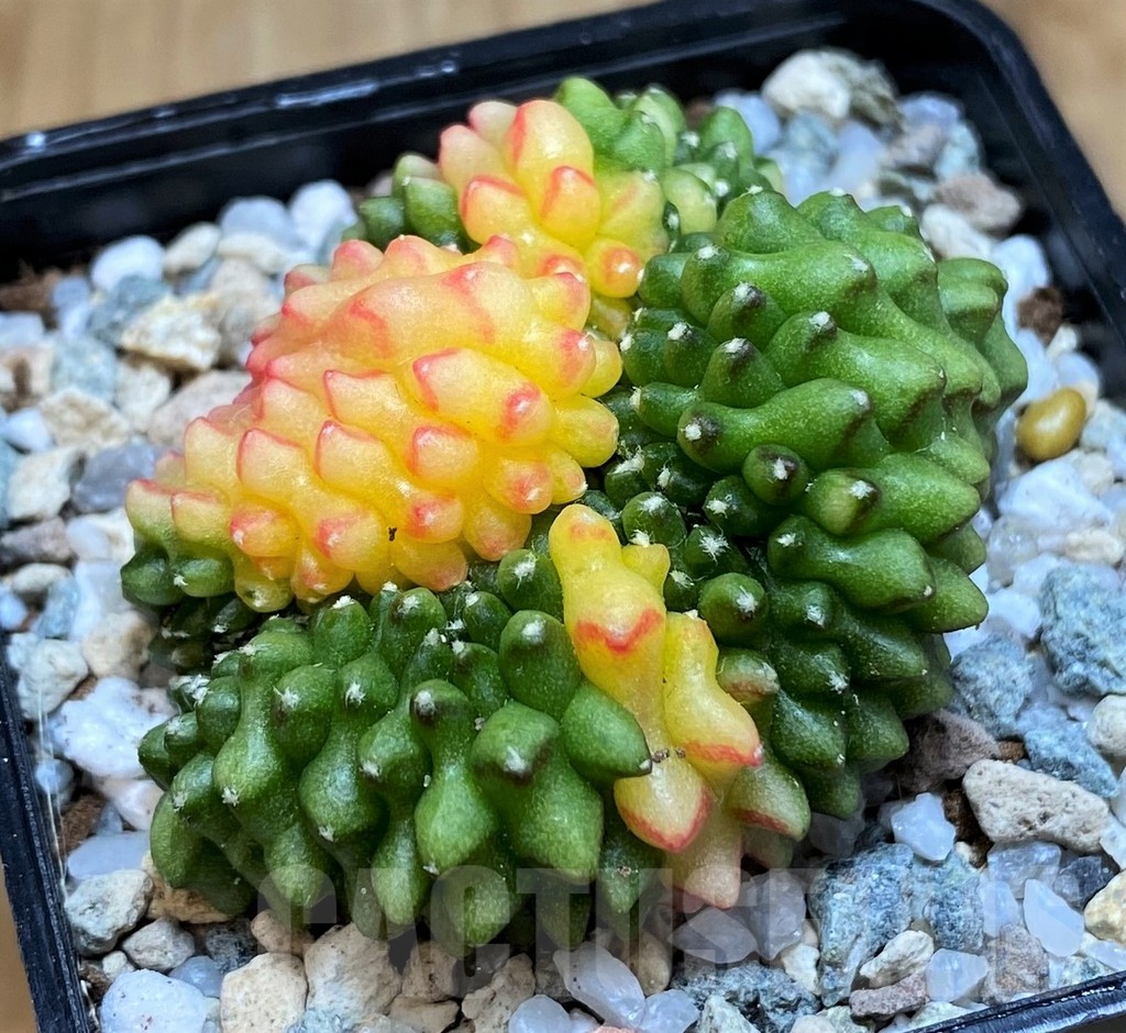 SH19826 Gymnocalycium mihanovichii ‘inermis’ cristata f. variegata - Imagen 2