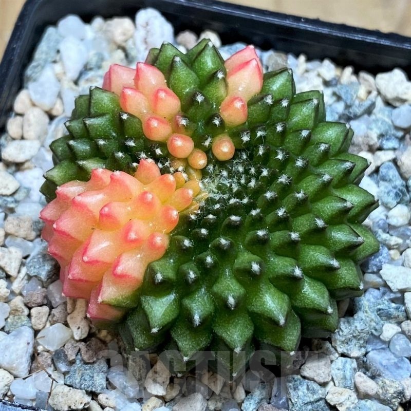 SH19827 Gymnocalycium mihanovichii ‘inermis’ f. variegata