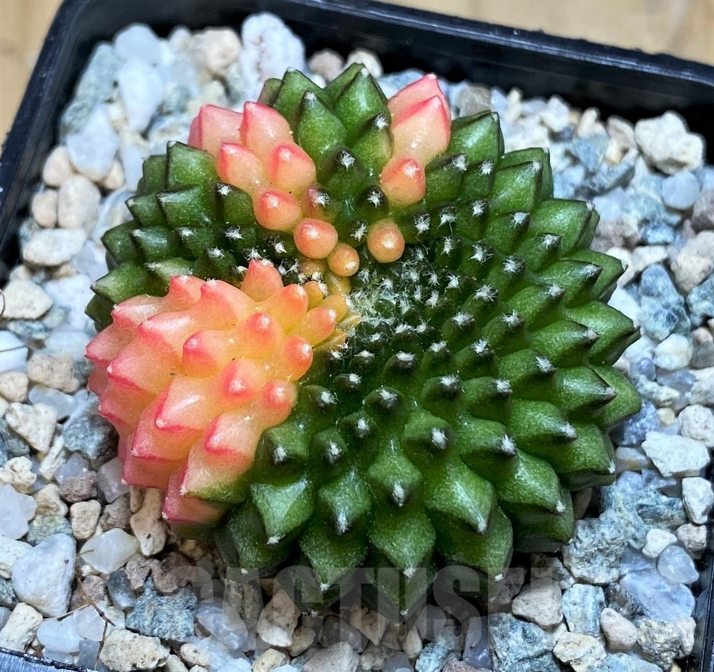 SH19827 Gymnocalycium mihanovichii ‘inermis’ f. variegata