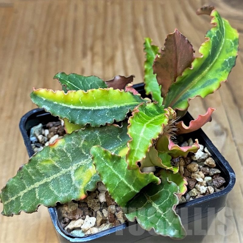 SH19899 Euphorbia francoisii f. variegata