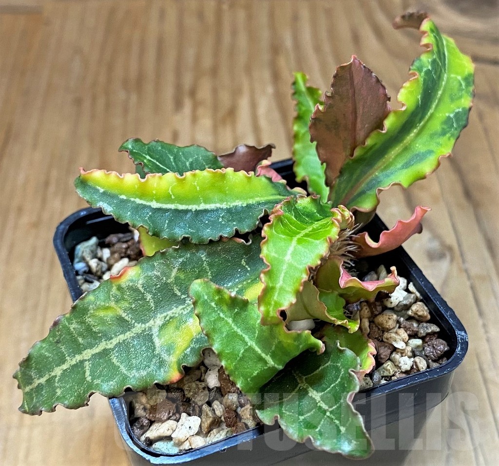 SH19899 Euphorbia francoisii f. variegata