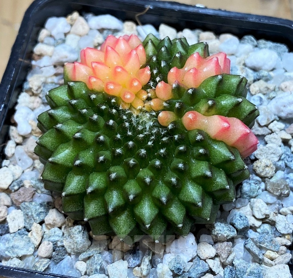 SH19827 Gymnocalycium mihanovichii ‘inermis’ f. variegata - Image 2