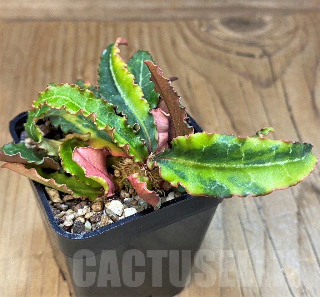 SH19899 Euphorbia francoisii f. variegata - Image 2