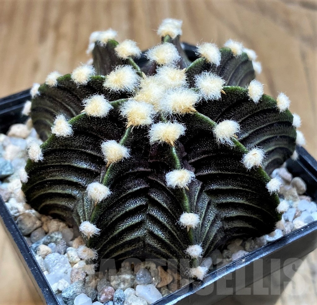 SH19792 Gymnocalycium friedrichii VOS1241 - Imagen 2