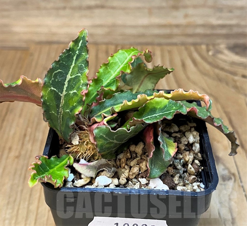 SH19899 Euphorbia francoisii f. variegata - Image 3