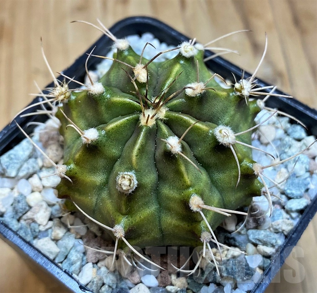 SH19828 Gymnocalycium mihanovichii 'Rusty' - Image 2