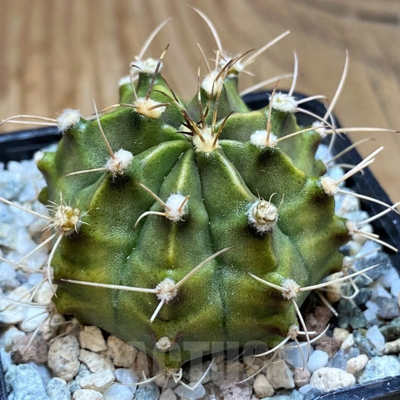 SH19828 Gymnocalycium mihanovichii 'Rusty'