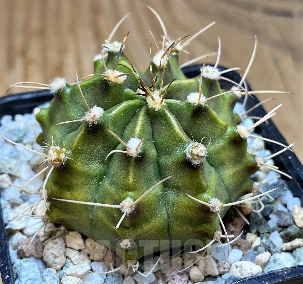 SH19828 Gymnocalycium mihanovichii 'Rusty'