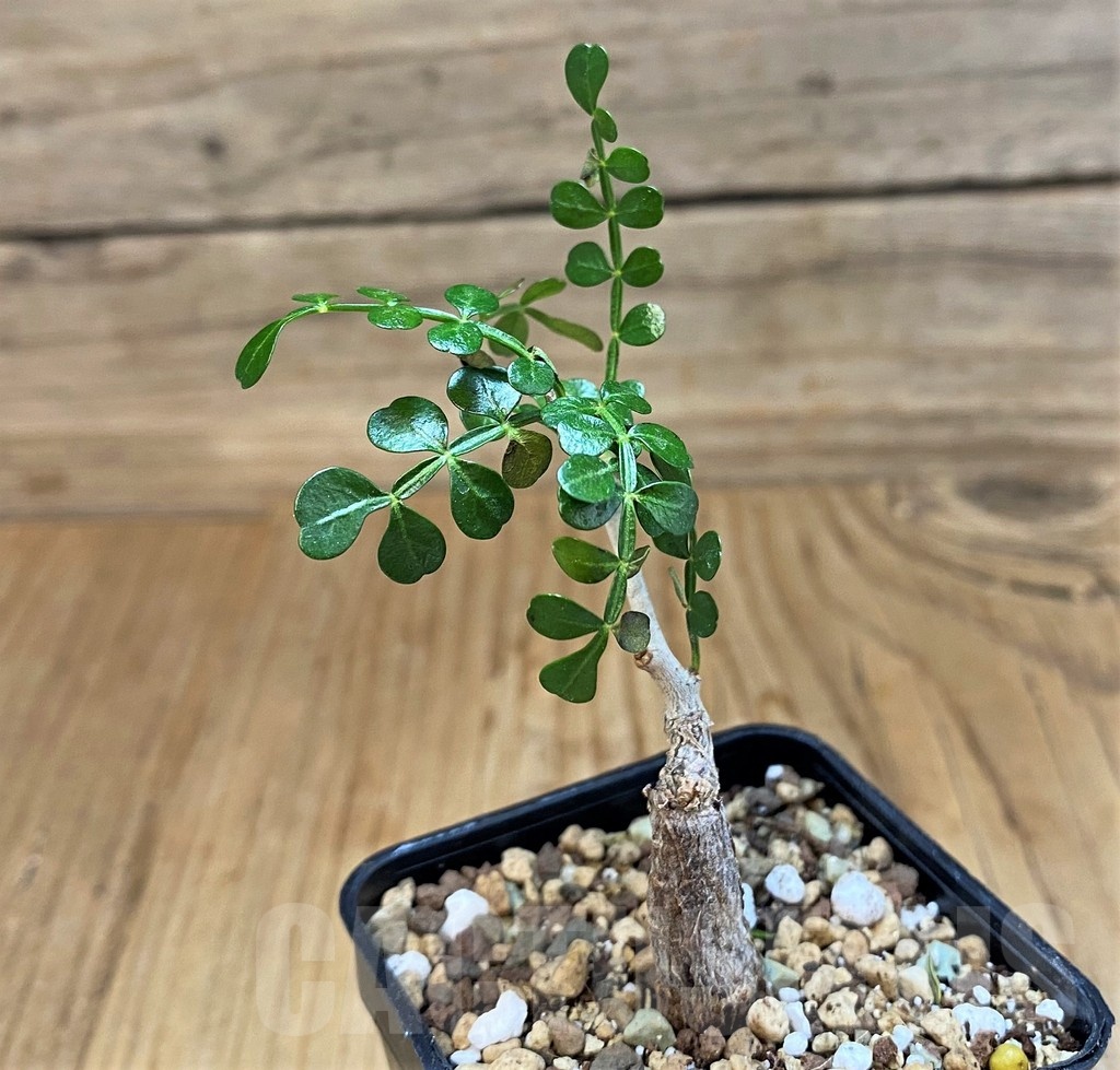 SH19900 Operculicarya pachypus