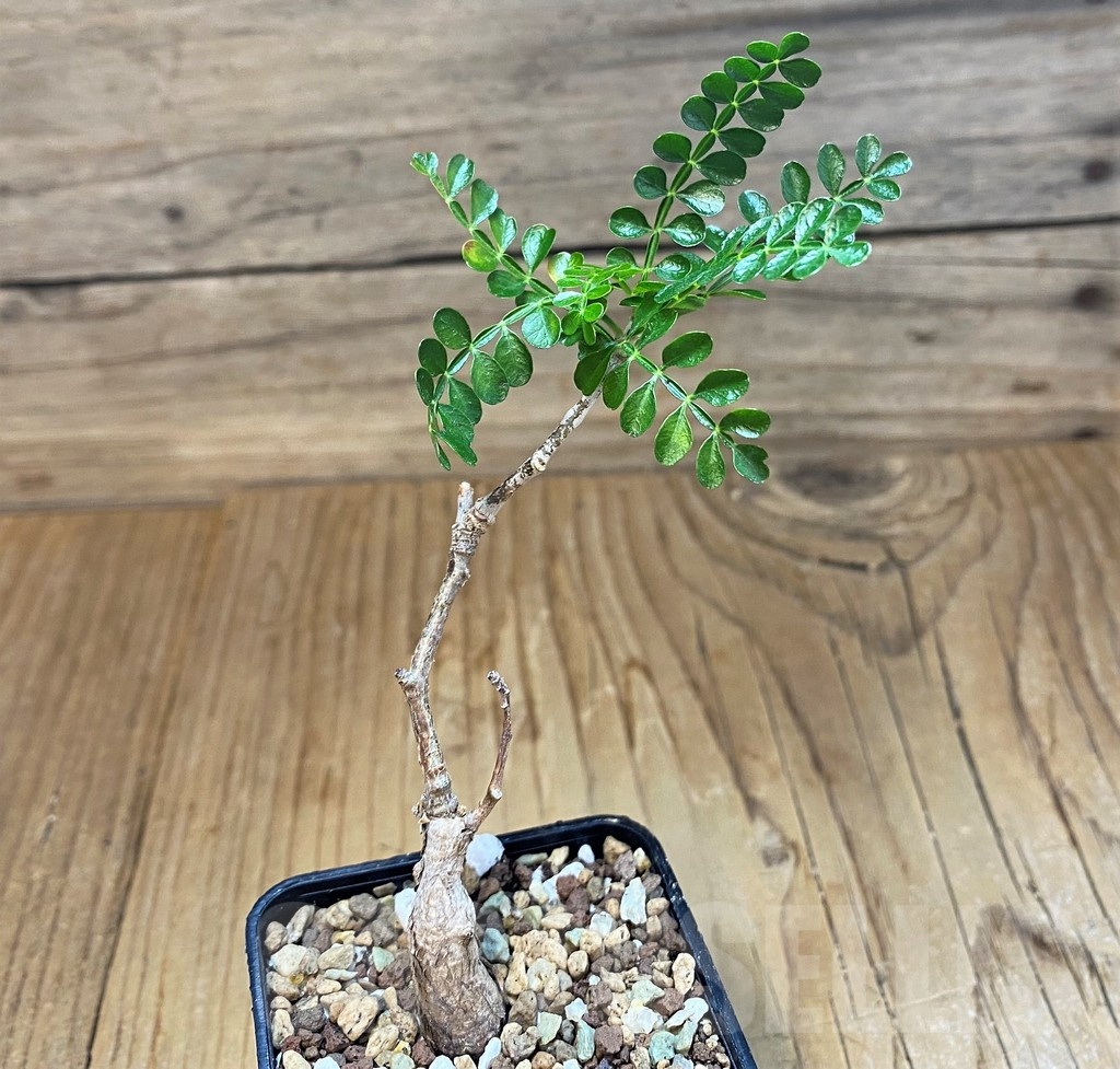 SH19901 Operculicarya pachypus - Image 2