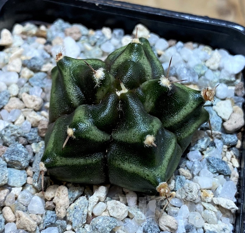 SH19830 Gymnocalycium mihanovichii ‘Kikko' 5-ribs - Зображення 2