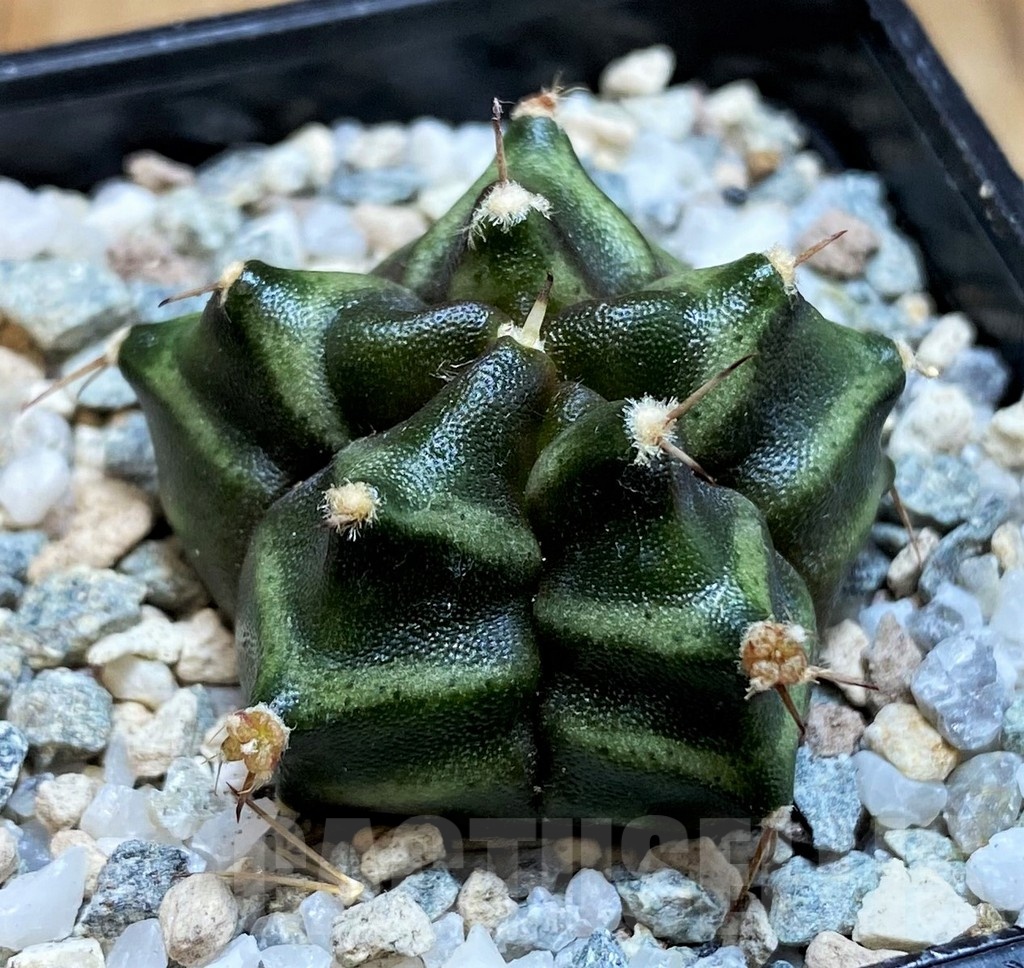 SH19830 Gymnocalycium mihanovichii ‘Kikko' 5-ribs