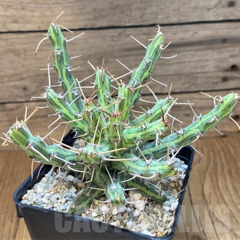 SH19903 Euphorbia schizacantha seedling