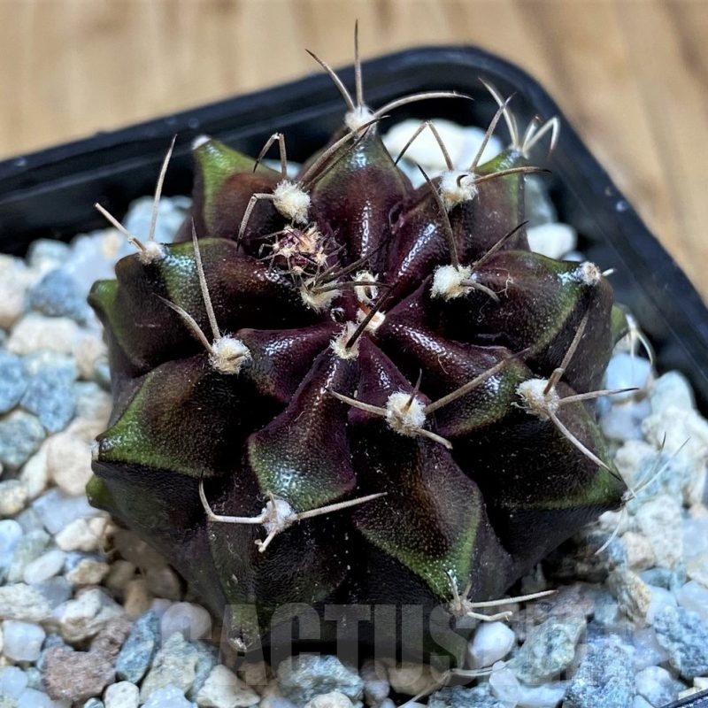 SH19831 Gymnocalycium mihanovichii 'Black Boxer'