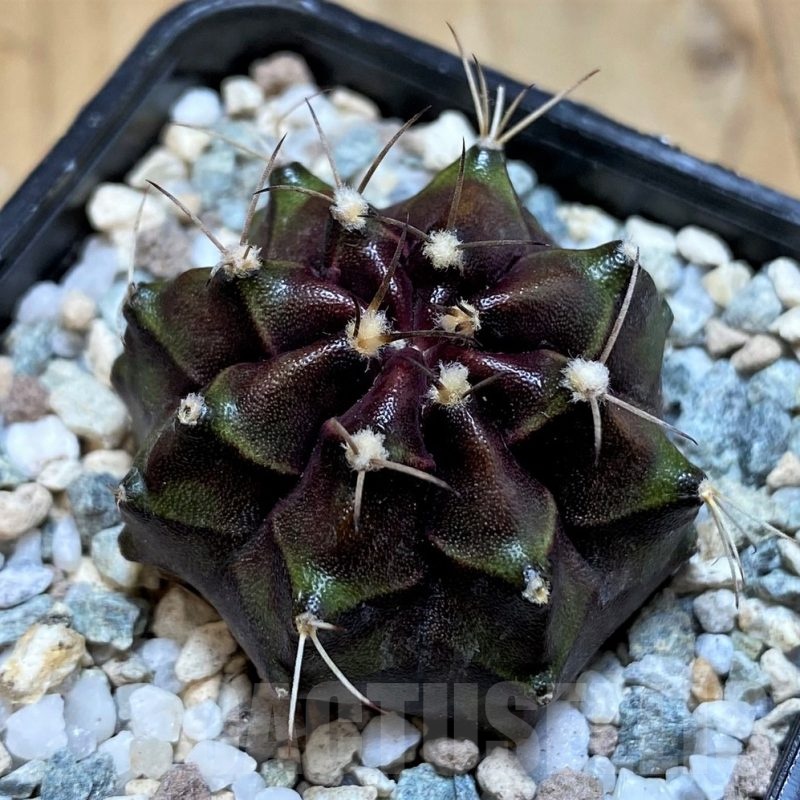 SH19832 Gymnocalycium mihanovichii 'Black Boxer'