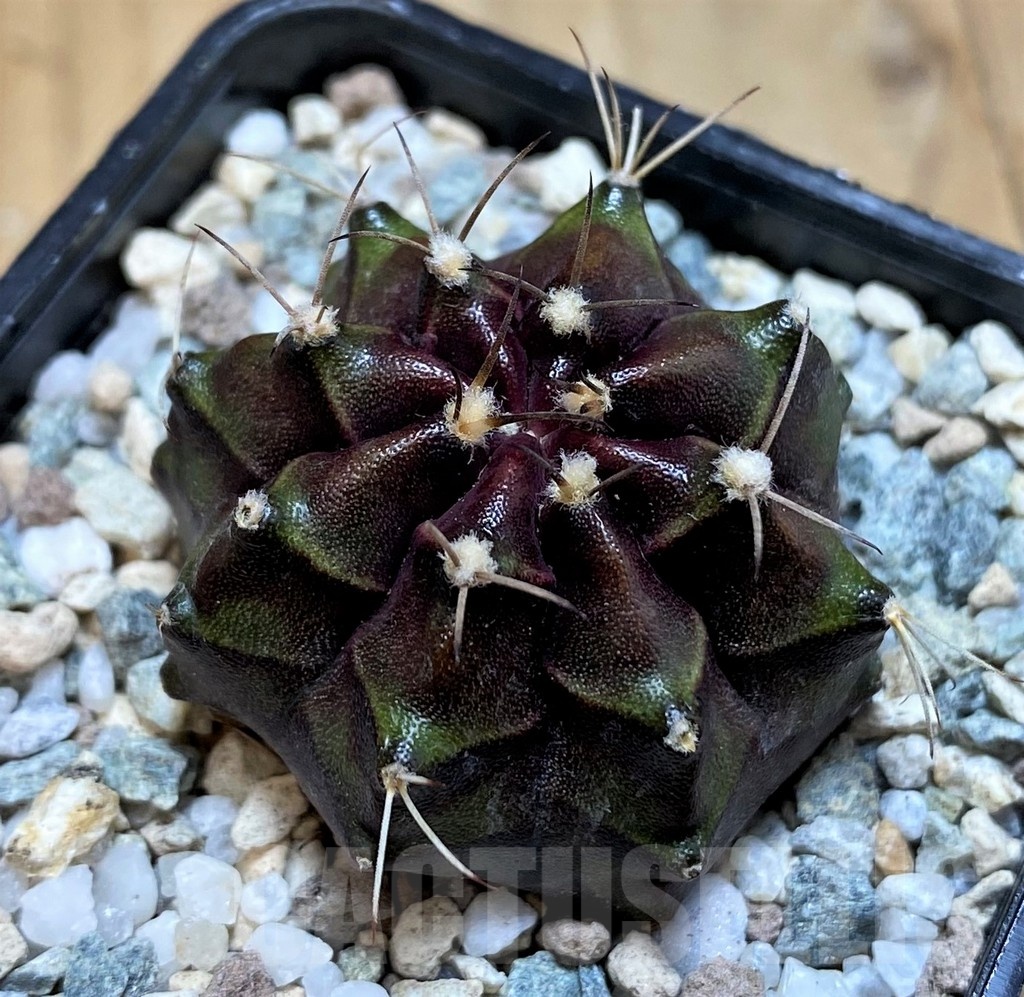 SH19832 Gymnocalycium mihanovichii 'Black Boxer'