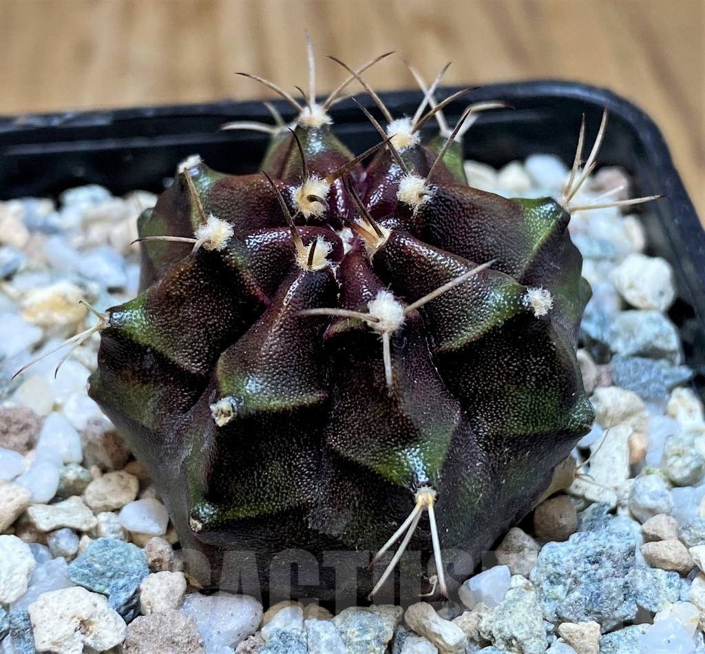 SH19832 Gymnocalycium mihanovichii 'Black Boxer' - Image 2