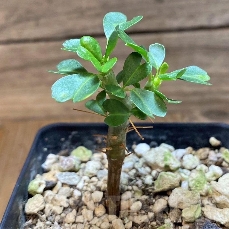 SH19905 Sarcocaulon vanderietiae