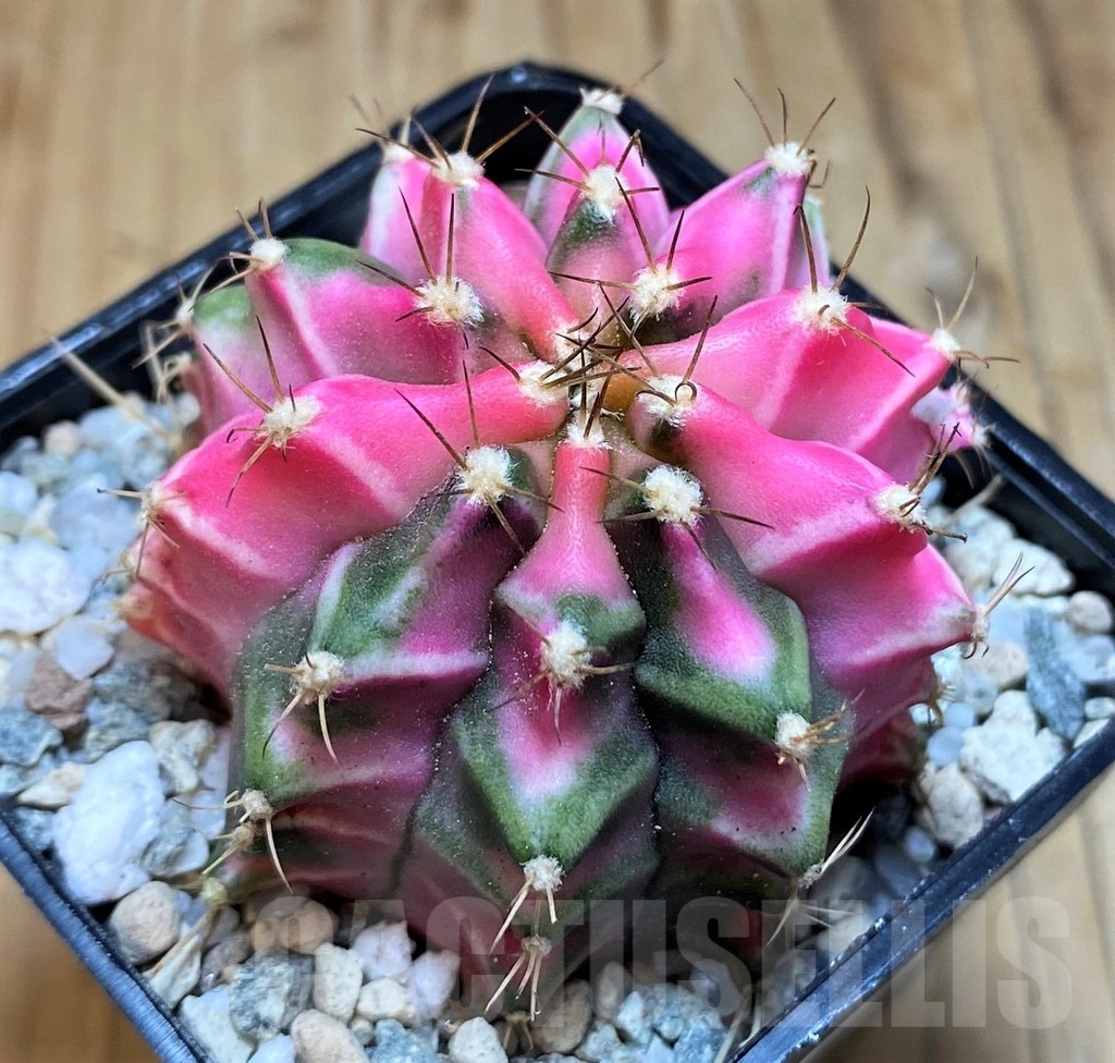 SH19833 Gymnocalycium mihanovichii 'Pink Diamond'