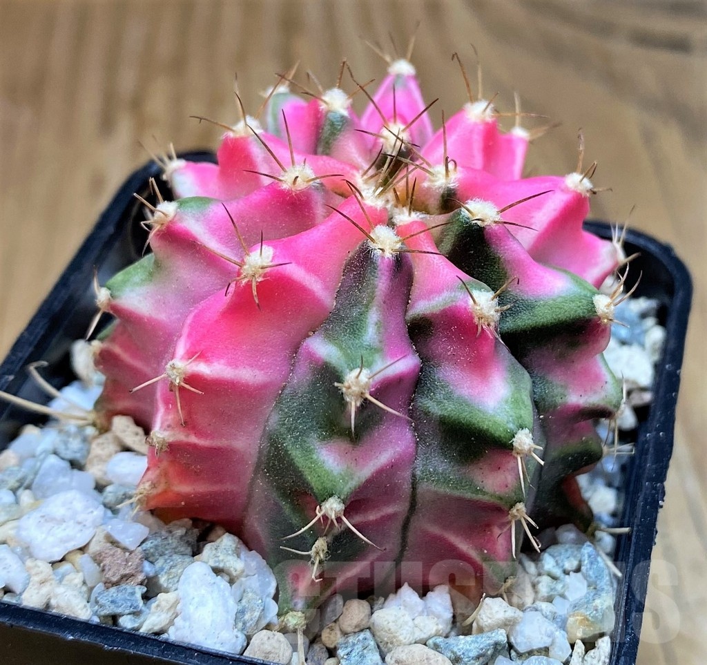 SH19833 Gymnocalycium mihanovichii 'Pink Diamond' - Obrázek 2