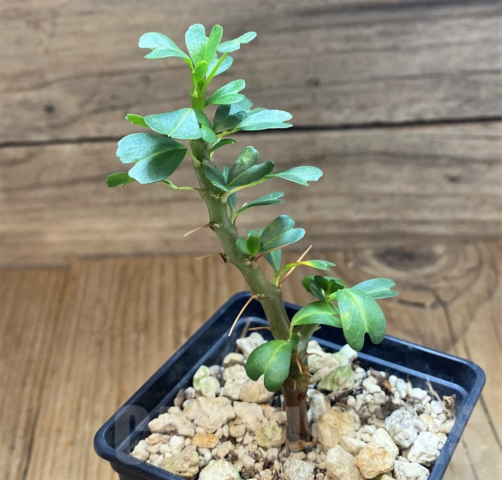 SH19906 Sarcocaulon vanderietiae