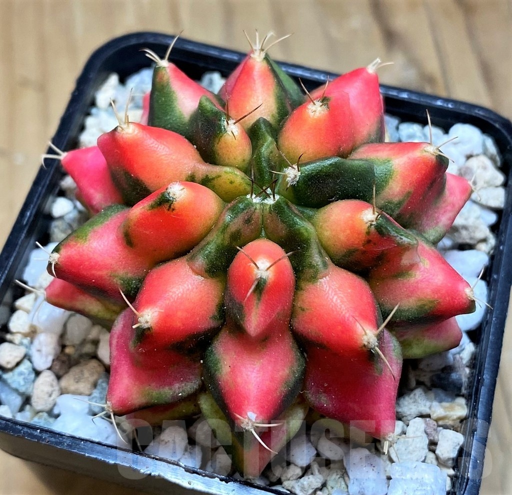 SH19834 Gymnocalycium mihanovichii 'Red Dragon'