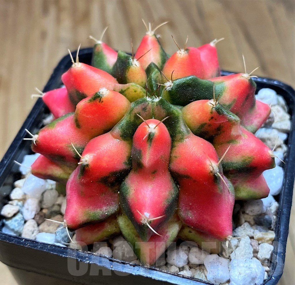 SH19834 Gymnocalycium mihanovichii 'Red Dragon' - immagine 2