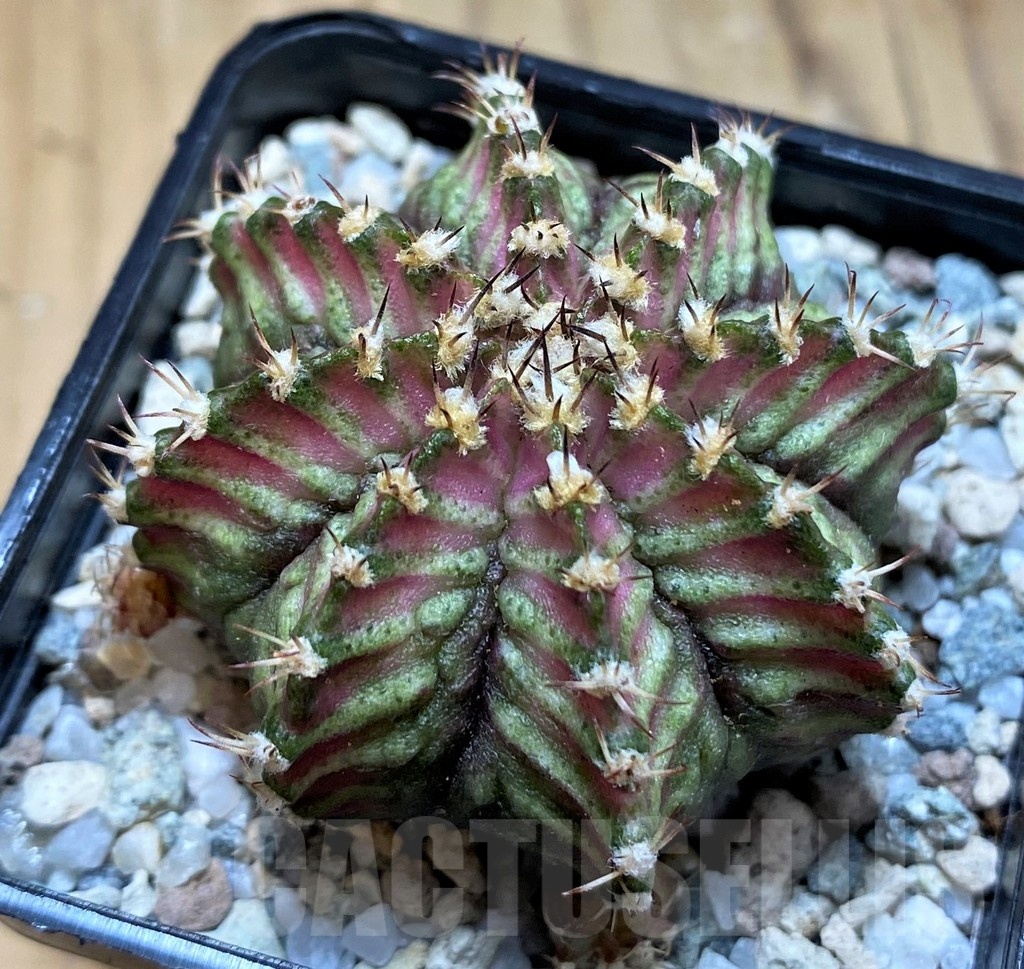 SH19793 Gymnocalycium mihanovichii 'T-Lux' hybrid - Image 2