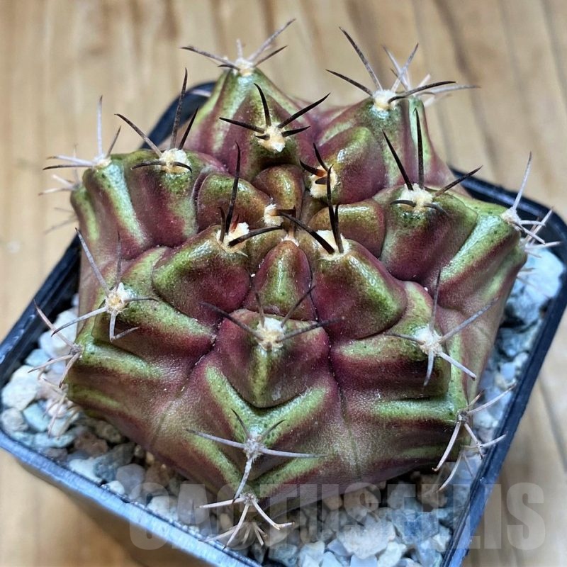SH19835 Gymnocalycium mihanovichii 'Purple Nebula'