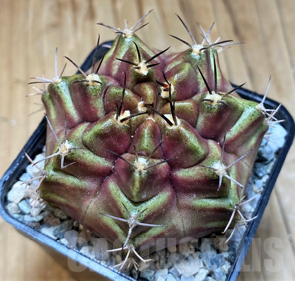 SH19835 Gymnocalycium mihanovichii 'Purple Nebula'