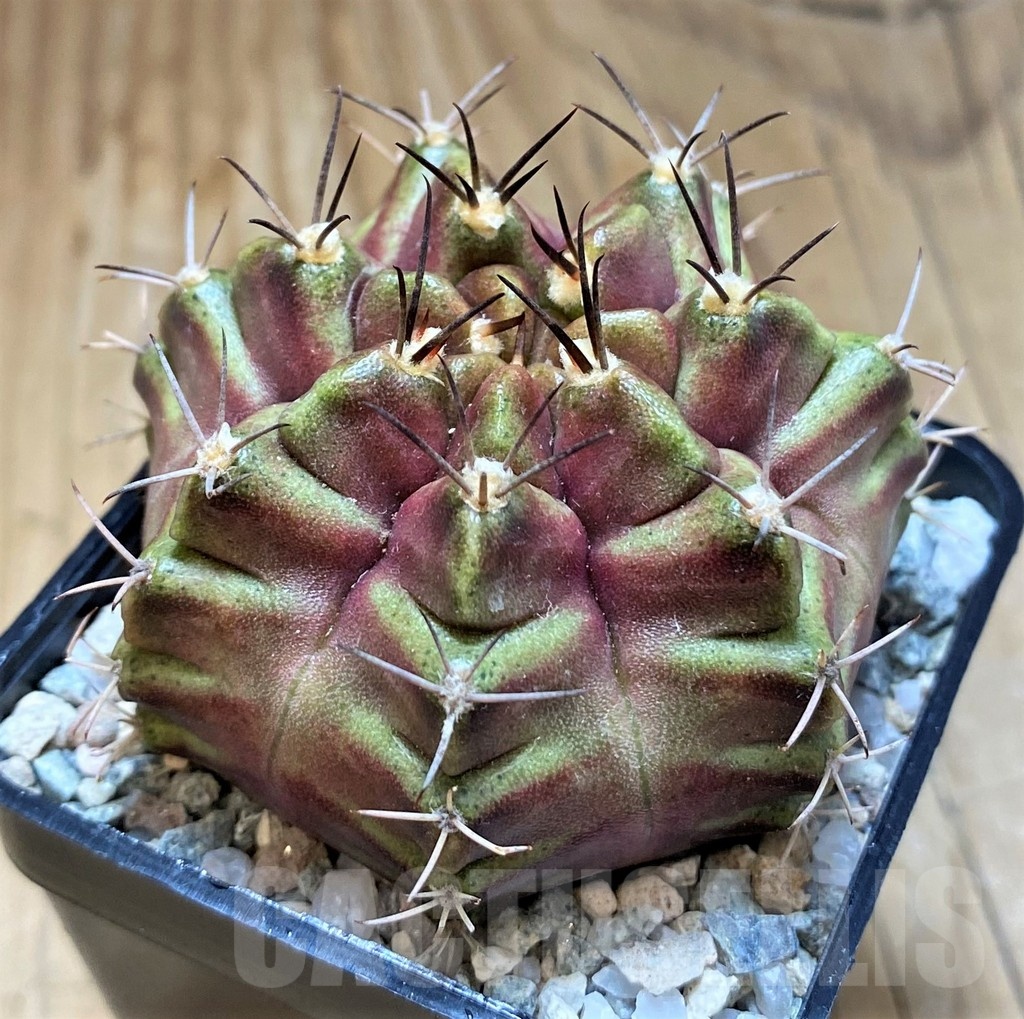 SH19835 Gymnocalycium mihanovichii 'Purple Nebula' - Image 2