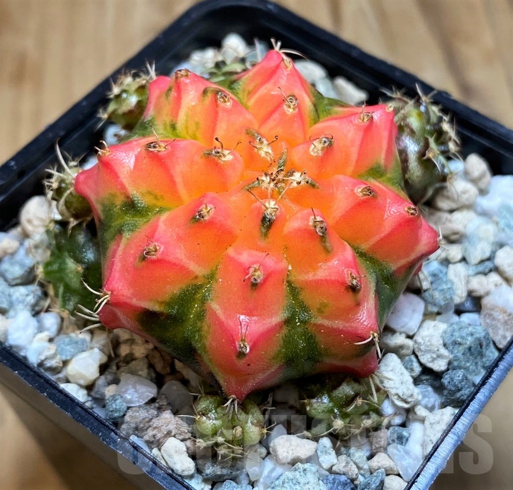 SH19836 Gymnocalycium mihanovichii ‘French Fuchsia’