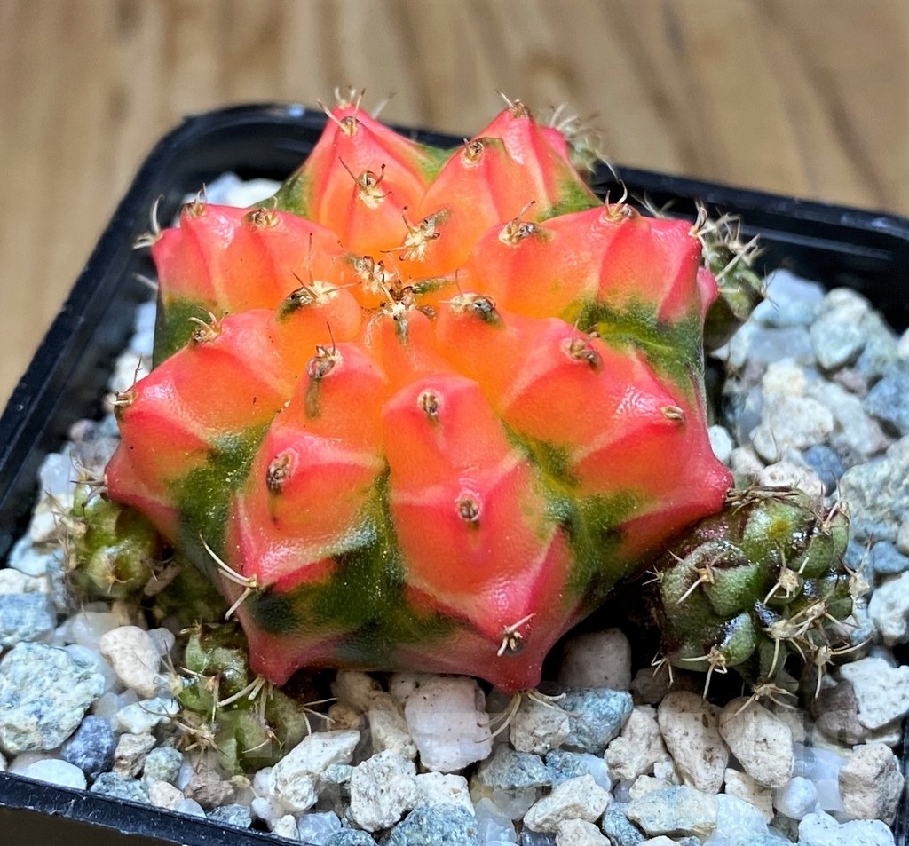 SH19836 Gymnocalycium mihanovichii ‘French Fuchsia’ - Image 2