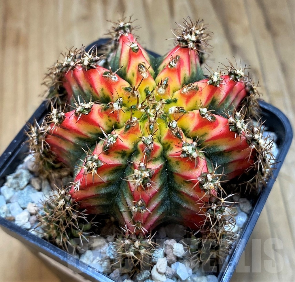 SH19837 Gymnocalycium mihanovichii 'Multicolor' - Obrázek 2