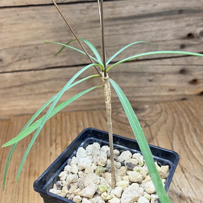SH19910 Euphorbia hedyotoides
