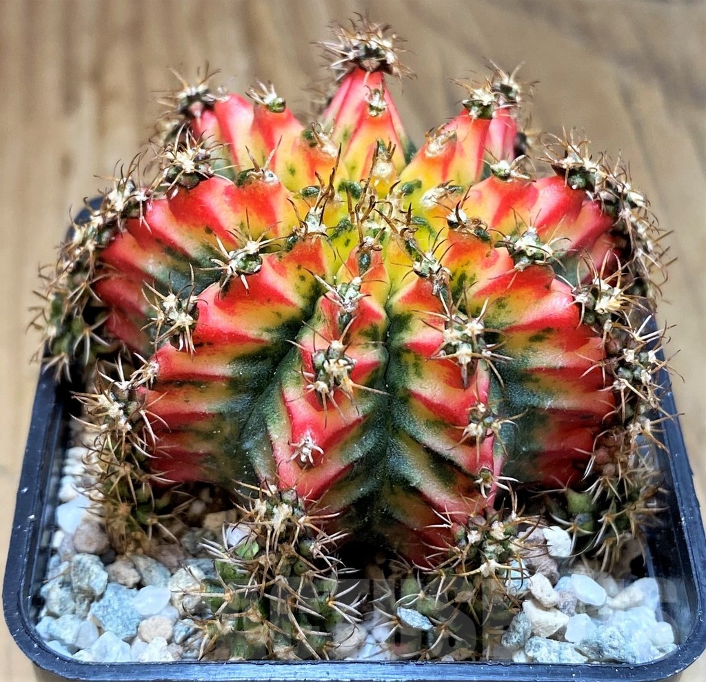 SH19837 Gymnocalycium mihanovichii 'Multicolor'
