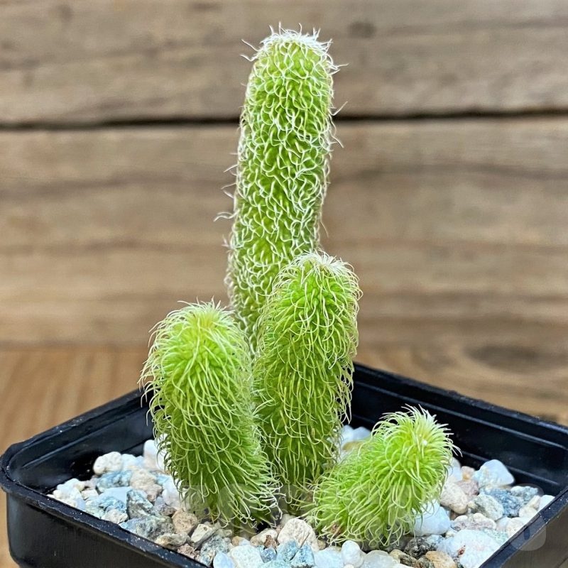 SH19861 Stapelianthus pilosus