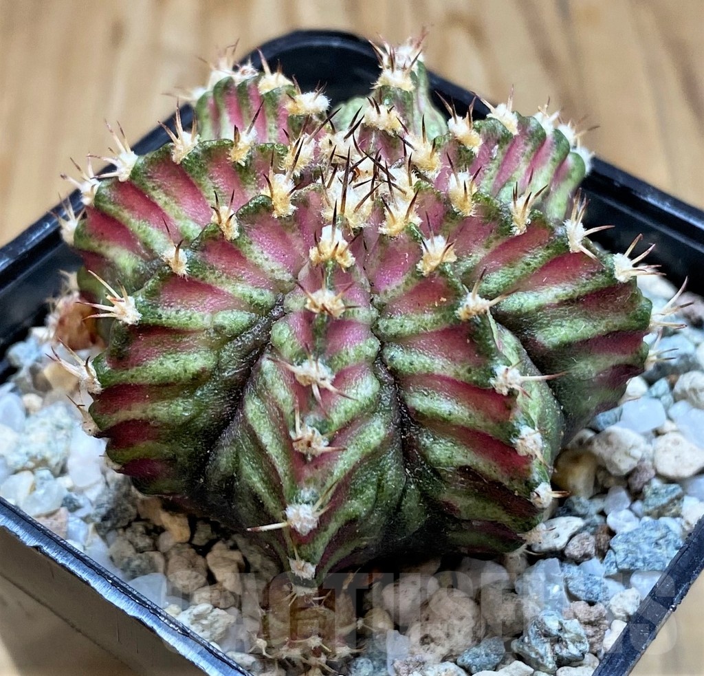 SH19793 Gymnocalycium mihanovichii 'T-Lux' hybrid