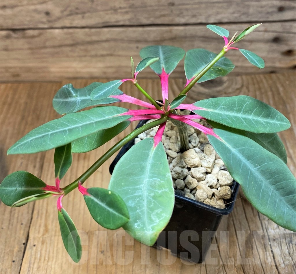 SH19912 Euphorbia bongolavensis
